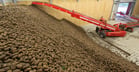 an elevator belt (the piler or store loader) delivers the tubers to a belt that fills the storage compartment or boxes.