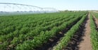 Potato production in long days produced for the global market requires specifically adapted varietiesB