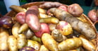 There is great multiformity in tuber properties of fresh potatoes