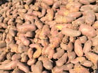 Seed tubers are planted in small holes or shallow planting furrows made by the planting machine.