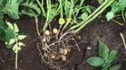 Seed tubers vary in number of eyes and sprouts that yield different numbers of stems and (lateral) stolons and tubers