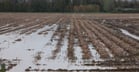 Excessive rains negatively affect potato crop production.