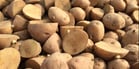 The seed tuber as propagation material of the potato plant is determined by, amongst other things, its size and age.